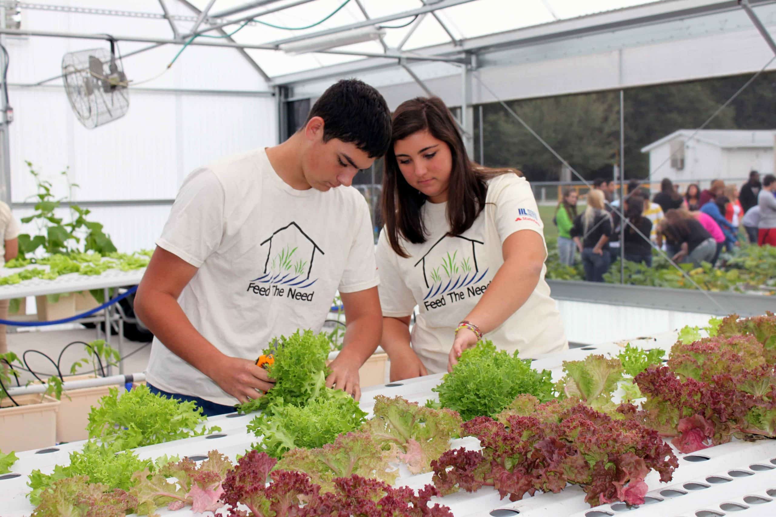 students-pulling-up-lettuce